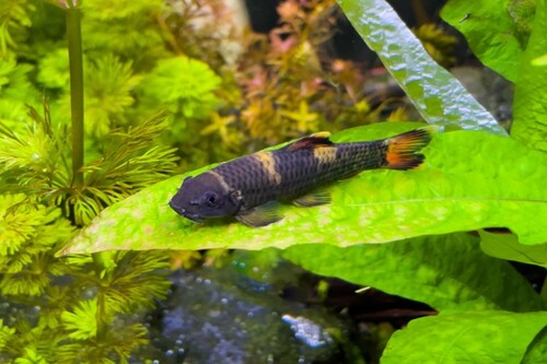 Garra Flavatra 2-4cm