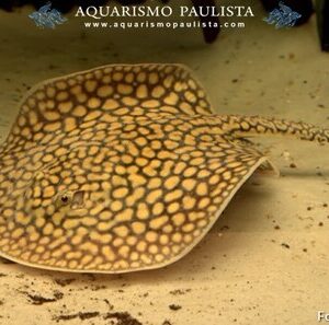 Arraia Falkneri 20-25cm disco