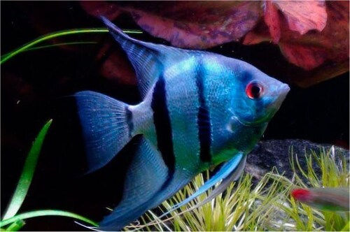 Acara Bandeira Zebra Azul 4-5cm