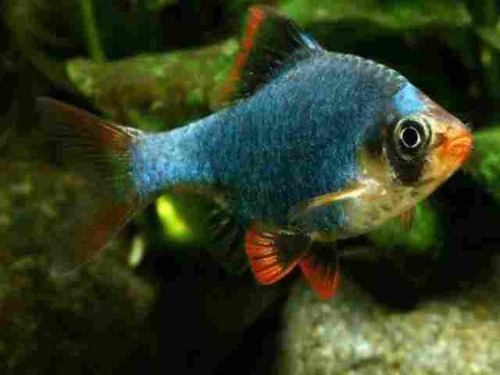 Barbo Sumatra Green 2-4cm