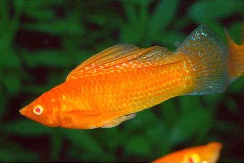 Molinesia Albina 2-4cm
