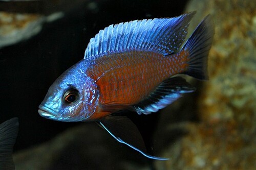 Kandango 3-6cm