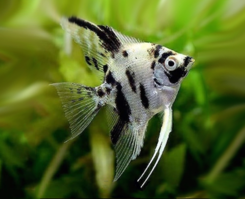 Acara Bandeira Dalmata 4-5cm