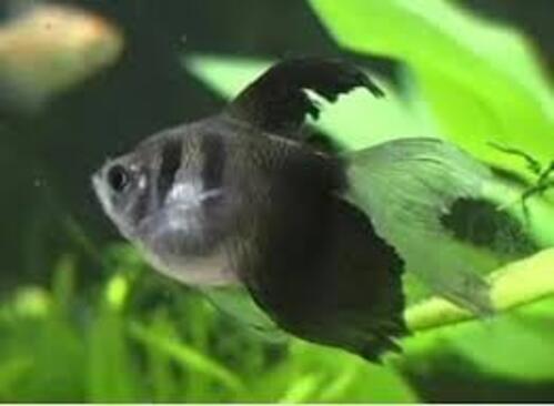 Tetra Negro Veú 3-4cm