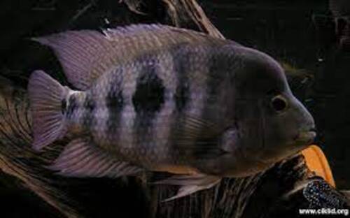 Amphilophus Citrinellus 20-25cm
