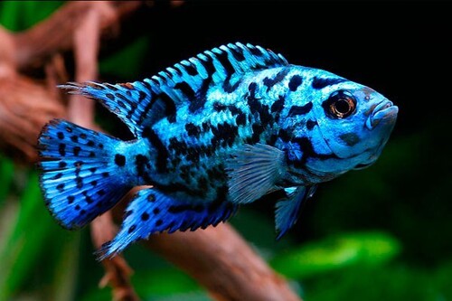 Jack Dempsey Blue 4-8cm