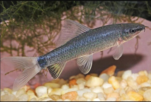 Labeo Frenatus Full Silver 3-4cm