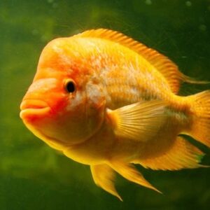 Citrinellus Midas 8-12cm