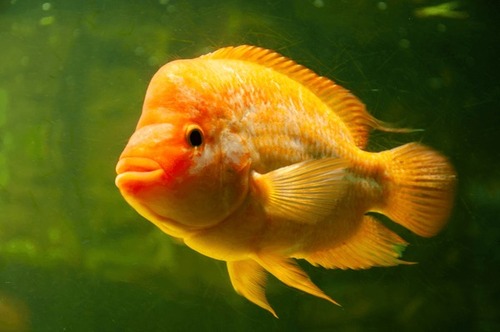 Citrinellus Midas 8-12cm