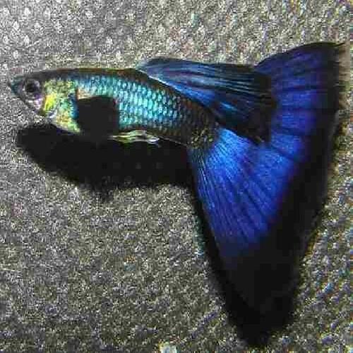 Lebiste Moscow Blue Casal 2-4cm