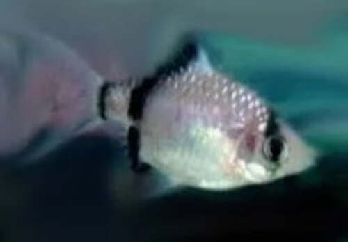 Barbo Sumatra Panda 2-4cm