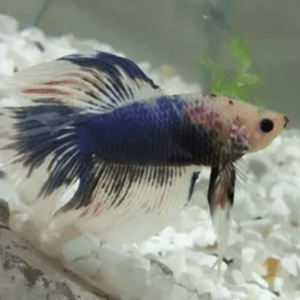 Betta Macho Palhaço 3-5cm
