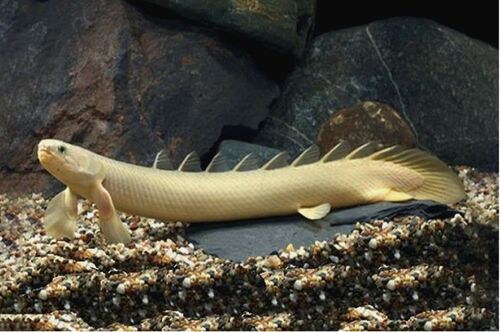 Polypterus Senegalus 4-8cm