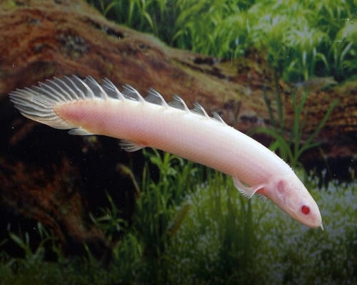 Polypterus Senegalus Albino 4-8cm