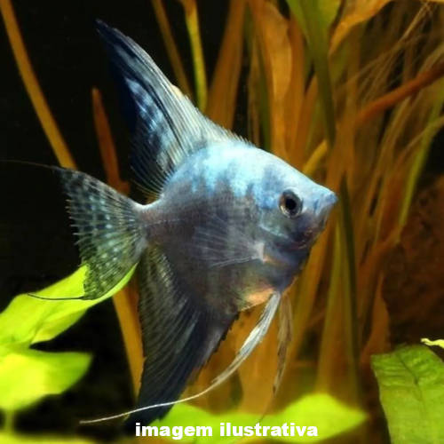 Acara Bandeira Azul Leopardo 4-5cm