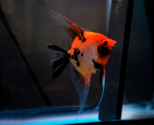 Acara Bandeira Red Koi Veú 4-5cm
