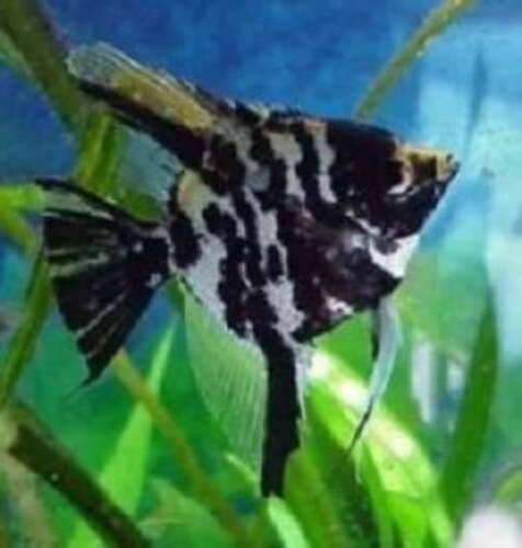 Acara Bandeira Marmorato 4-5cm