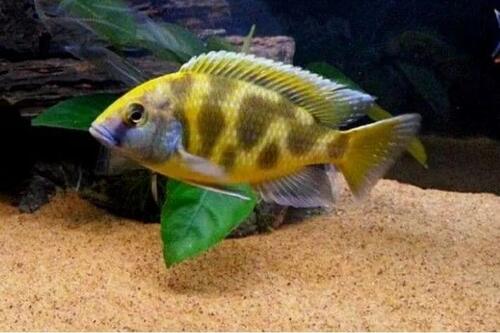 Venustus 3-6cm