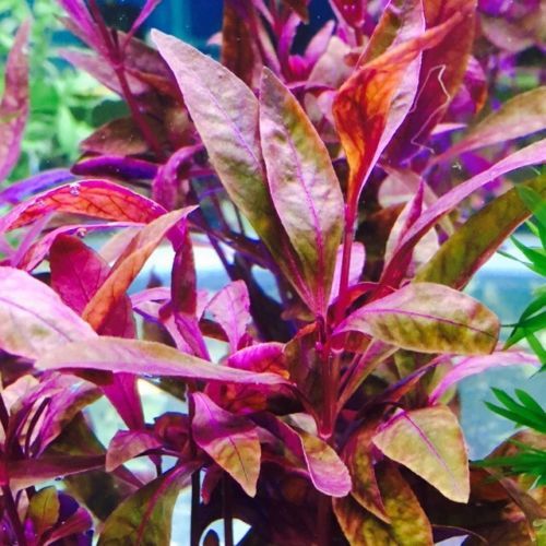 Alternanthera Sessilis