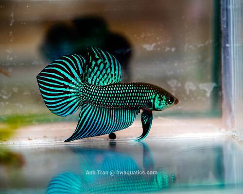 Betta Macho Mahachai 4-6cm
