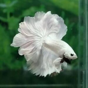 Betta Macho Dragon Branco 4-6cm