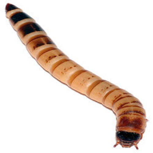 Tenebrio Gigante Alimento Vivo