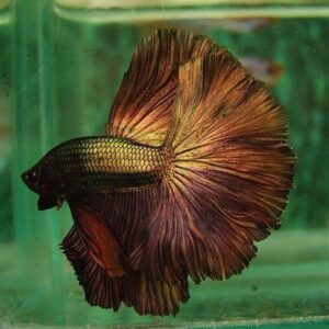 Betta Macho Bronze 4-6cm