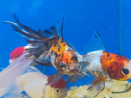 Kinguio Oranda Calico 6-9cm