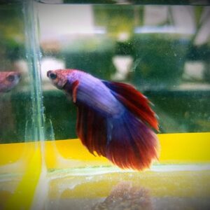 Betta Macho Pink Dragon 2-4cm