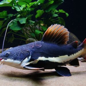 Pirarara 30-35cm