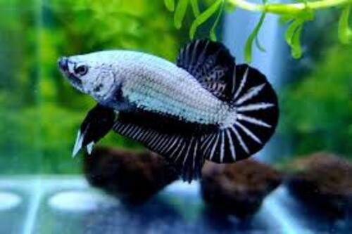 Betta Macho Plakat 3-5cm