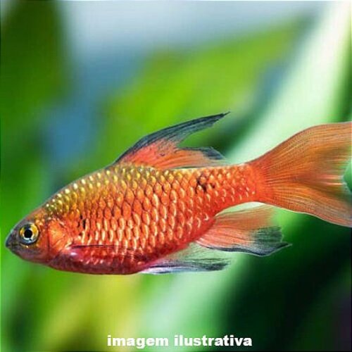 Barbo Rosado / Conchônio Véu 2-4cm