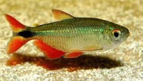 Tetra Buenos Aires 2-4cm
