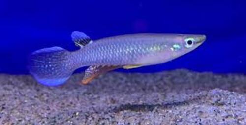 Killifish Panchax Casal 2-4cm