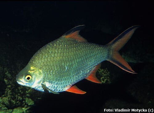 Barbo Tinfoil 3-6cm