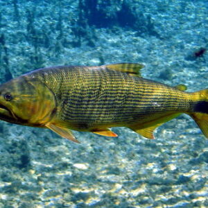 Dourado 8-10cm
