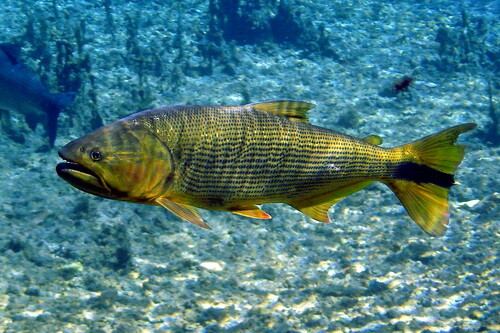 Dourado 8-10cm