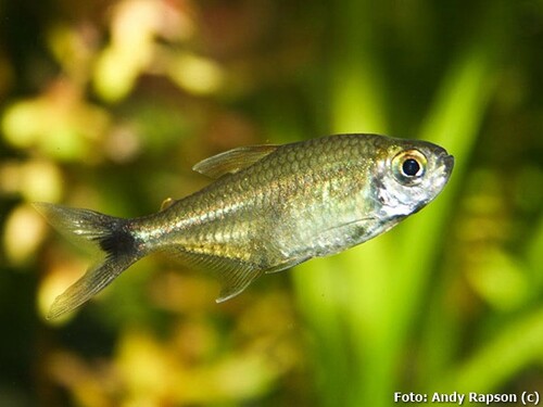 Tetra Ouro 1-3cm
