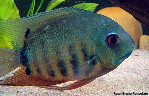 Acara Severum Green 3-6cm