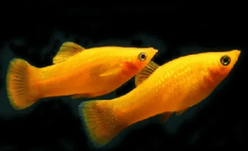 Molinesia Tangerina 2-4cm