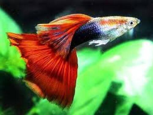 Lebiste Red Casal 2-4cm