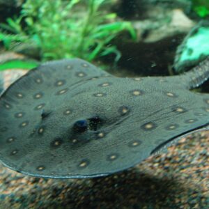 Potamotrygon motoro (Arraia de Água Doce)