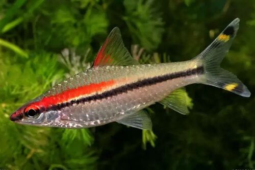 Barbo Denisoni 3-6cm