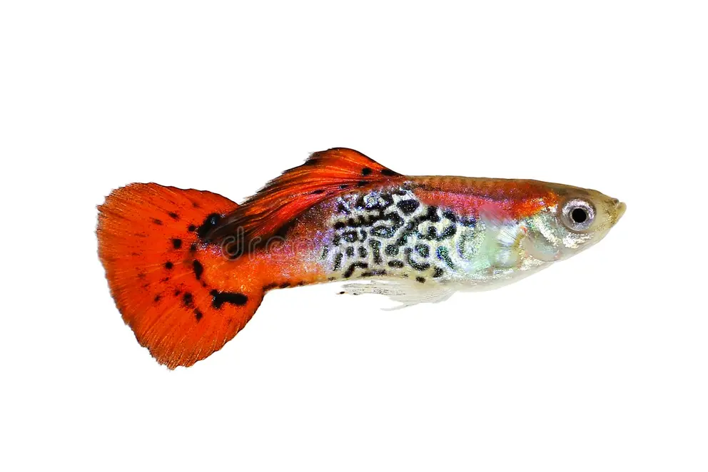 guppy-red-tiger-poecilia-reticulata-colorida-do-aquário-tropical-arco-íris-peixe-gato-mato-vermelho-colorido-193165742