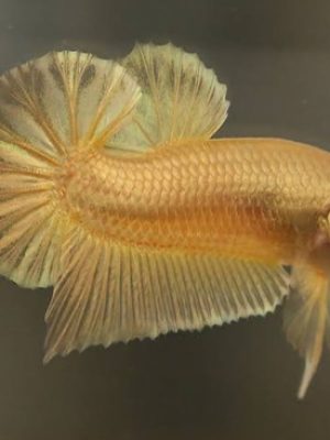 Betta Macho Gold Placat 4-6cm