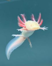 Axolote Albina 6-9cm