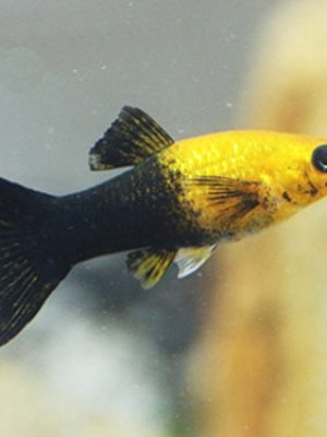 Molinesia Gold Black 2-4cm
