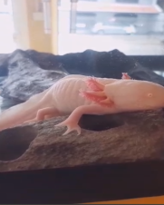 Axolote Albino 20-25cm
