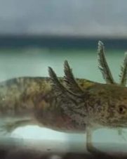 Axolote Selvagem 4-5cm