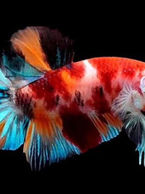 Betta Macho Koi Plakat 4-6cm